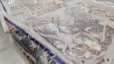 snake in mans pants while on skid steer|chinese customs caught snakes.